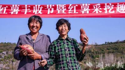 【热点关注】郧阳区梅铺镇举行挖红薯大赛 