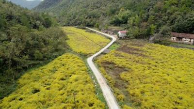 百亩金菊迎丰收 铺就“花样”振兴路  
