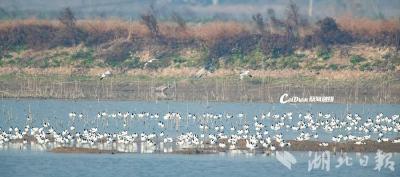 【热点关注】武汉法院生态环境司法保护基地示范点在蔡甸沉湖湿地设立