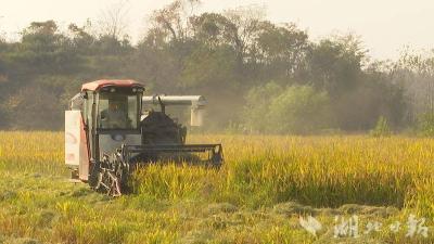 【热点关注】新洲：百亩晚稻迎丰收 种养结合巧致富