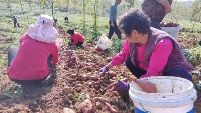湖北南漳：千亩紫薯喜获丰收  