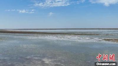 【热点关注】江西鄱阳湖南矶湿地迎来候鸟迁徙高峰