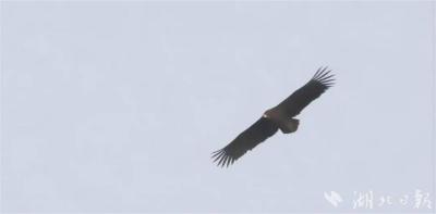 【热点关注】武汉发现秃鹫 第458个江城鸟类新纪录