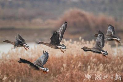 【热点关注】上万只越冬候鸟聚集武汉府河湿地