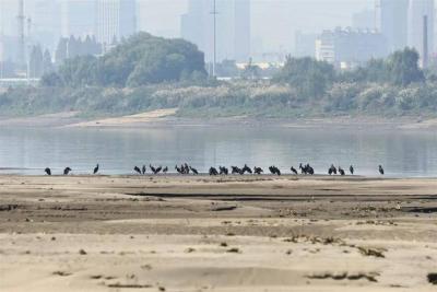 【热点关注】一级珍稀保护鸟类黑鹳群落连续10年报到 武汉越冬候鸟进入高峰期