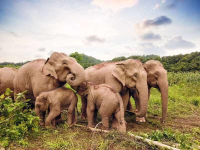 【热点关注】云南出台5项地方标准保护亚洲象