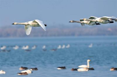 【热点关注】大批珍稀候鸟齐聚江夏安山湿地公园