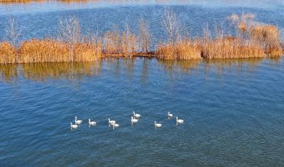 江苏东海：湿地秀美 候鸟群集