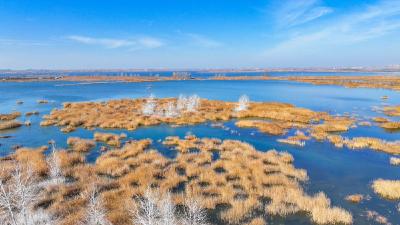 江苏东海：湿地秀美 候鸟群集