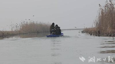 【热点关注】白天鹅受伤 被救助后放归汉川汈汊湖