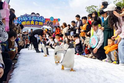 【热点关注】帝企鹅珠海首展，游客探索南极生态奥秘