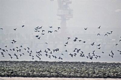 【热点关注】长江关洲岛上候鸟翔集