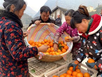 【热点关注】兴山：“橙”心实意 助农增收