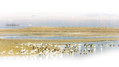 【热点关注】湖北首次公布6条候鸟迁徙通道 为保护候鸟提供精准画像与重点区域