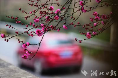 【热点关注】咸丰把界村：红梅花儿开 新年添光彩