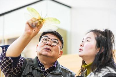 【热点关注】武汉有座蝴蝶博物馆 收藏珍稀蝴蝶及昆虫标本20万余件