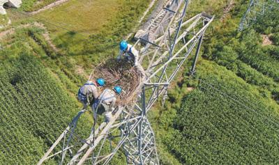 【热点关注】我国多地在输电铁塔上安装大量人工鸟巢，开展生物多样性监测——为鸟类安家 保电网安全（绿色焦点）