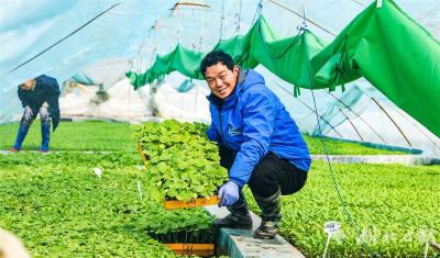 【热点关注】“抢抢抢抢抢！”湖北省发布蔬菜灾后恢复生产技术指导意见