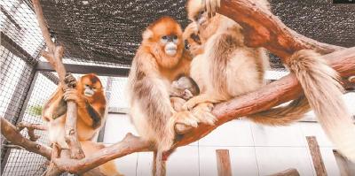 【热点关注】武汉动物园 川金丝猴添丁