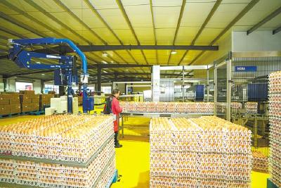 【热点关注】“限小助大”优产业  浠水蛋鸡规模化养殖占比99.4%