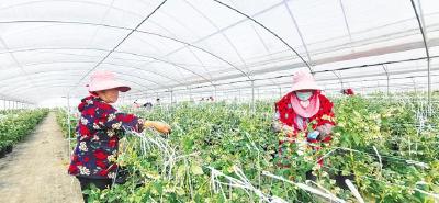 安陆8家企业发展蓝莓8000余亩 农民乐享“莓”好生活