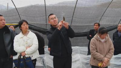 【新春走基层】农技专家送培训助力羊肚菌稳产增收