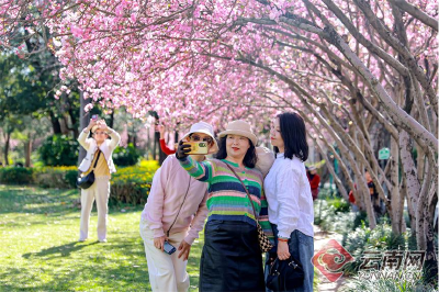 【热点关注】贵州毕节：万亩樱桃花绽放