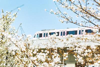 【热点关注】武汉地铁樱花专列上线