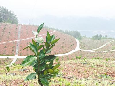 【热点关注】2023年达570.9万吨  湖北省柑橘产量位居全国第三