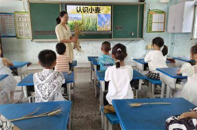 临沮小学：麦香润童心 节粮伴我行