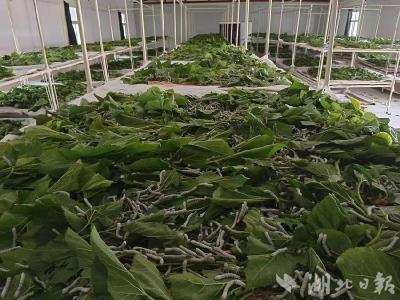 湖北南漳：人大代表履职尽责 共谋产业振兴“丝路”