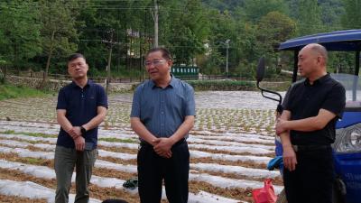 县领导到薛坪镇调研蔬菜种植基地发展情况         