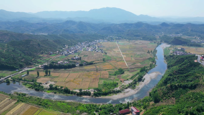 湖北南漳：“花海”变“油田”  13万亩油菜喜获丰收 