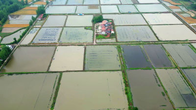 湖北南漳：虾田里的致富秘诀