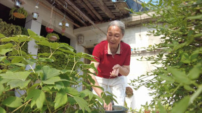 湖北南漳：四十多年培育千盆绿植 七旬老人家的“绿色王国”