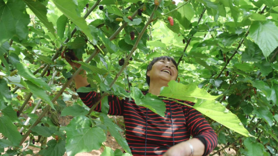 桑葚缀枝头 采摘正当时