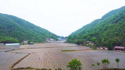 南漳烟区：烟叶移栽正当时