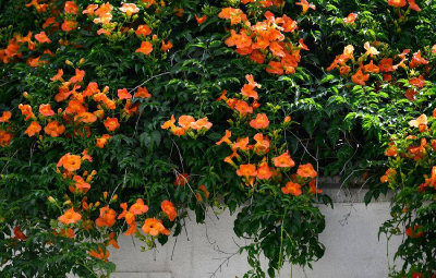 湖北南漳：凌霄花开 惊艳夏日时光