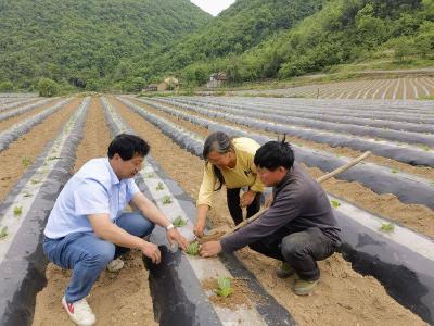 ​县烟草专卖局：服务到田间　管护正当时