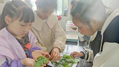 新集小学：萌娃乐养蚕 科学促成长