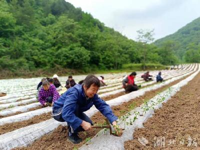薛坪镇：巾帼齐上阵　助力产业兴