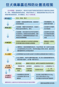 一图读懂 | 狂犬病暴露后预防处置流程图