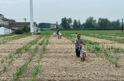 改良模式促带动 玉米不减大豆增 ——县农技中心完成1万亩大豆玉米复合带状种植任务