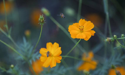 湖北南漳：仲夏时节 黄秋英绚烂绽放
