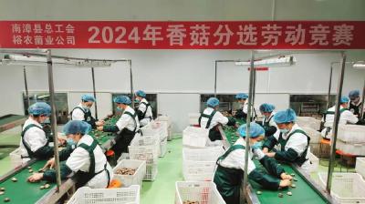 县总工会联合裕农菌业公司举办2024年香菇分选劳动竞赛