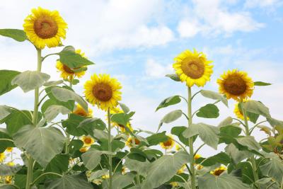 湖北南漳：夏日葵花 绚烂绽放