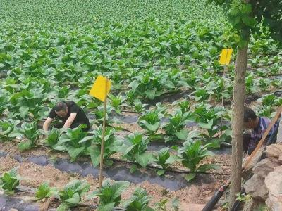 湖北南漳：抗旱护绿促生长 服务指导暖民心