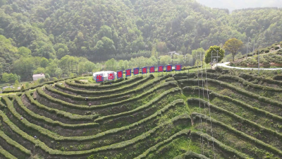 湖北南漳：以茶为媒促发展　产业兴旺促振兴