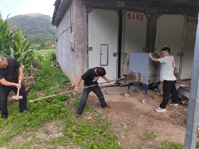 南漳县：1.35万亩“黄金叶”采烤忙