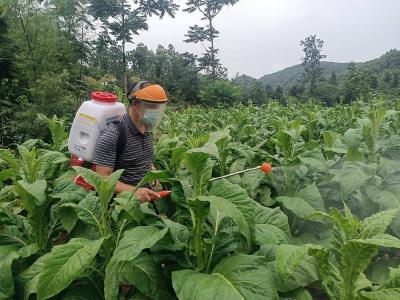 ​县烟草专卖局：烟叶病虫害防治正当时